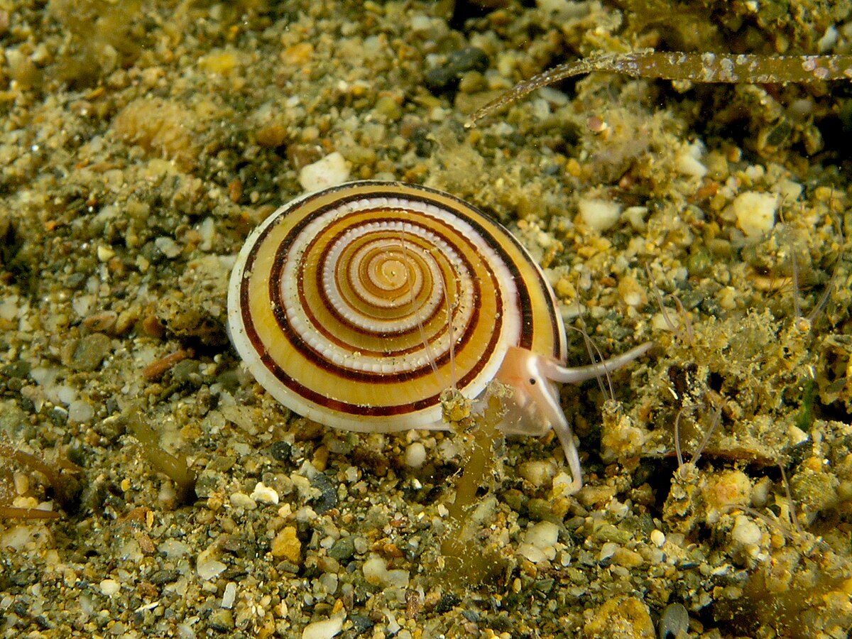 architectonica-sp.-marine-snail-.jpg