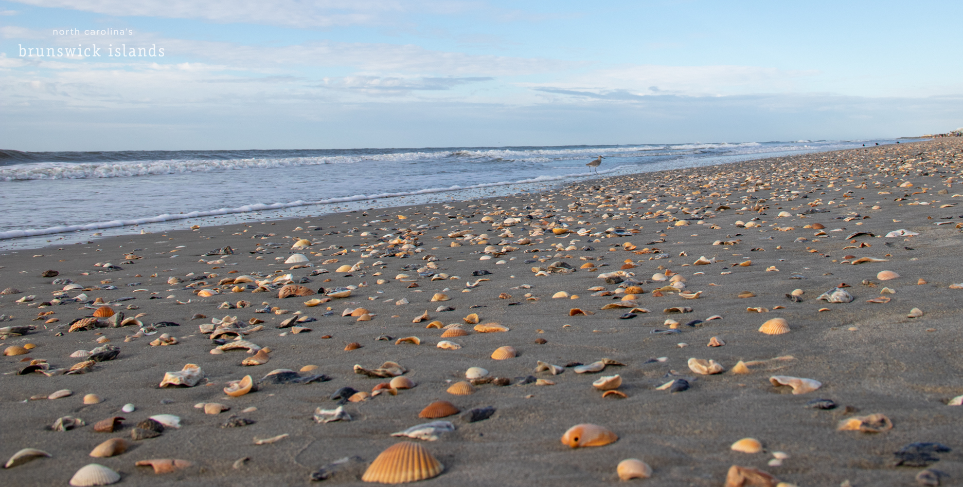 Brunswick Island NC shells shelling beach