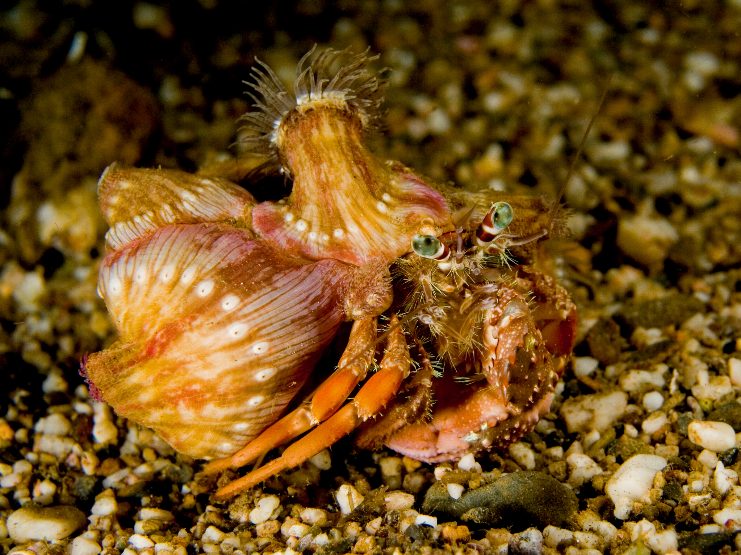 hermit-with-anemone.jpg