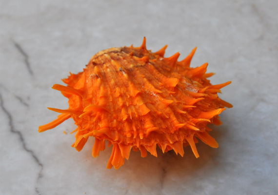 orange-spiny-oyster.jpg