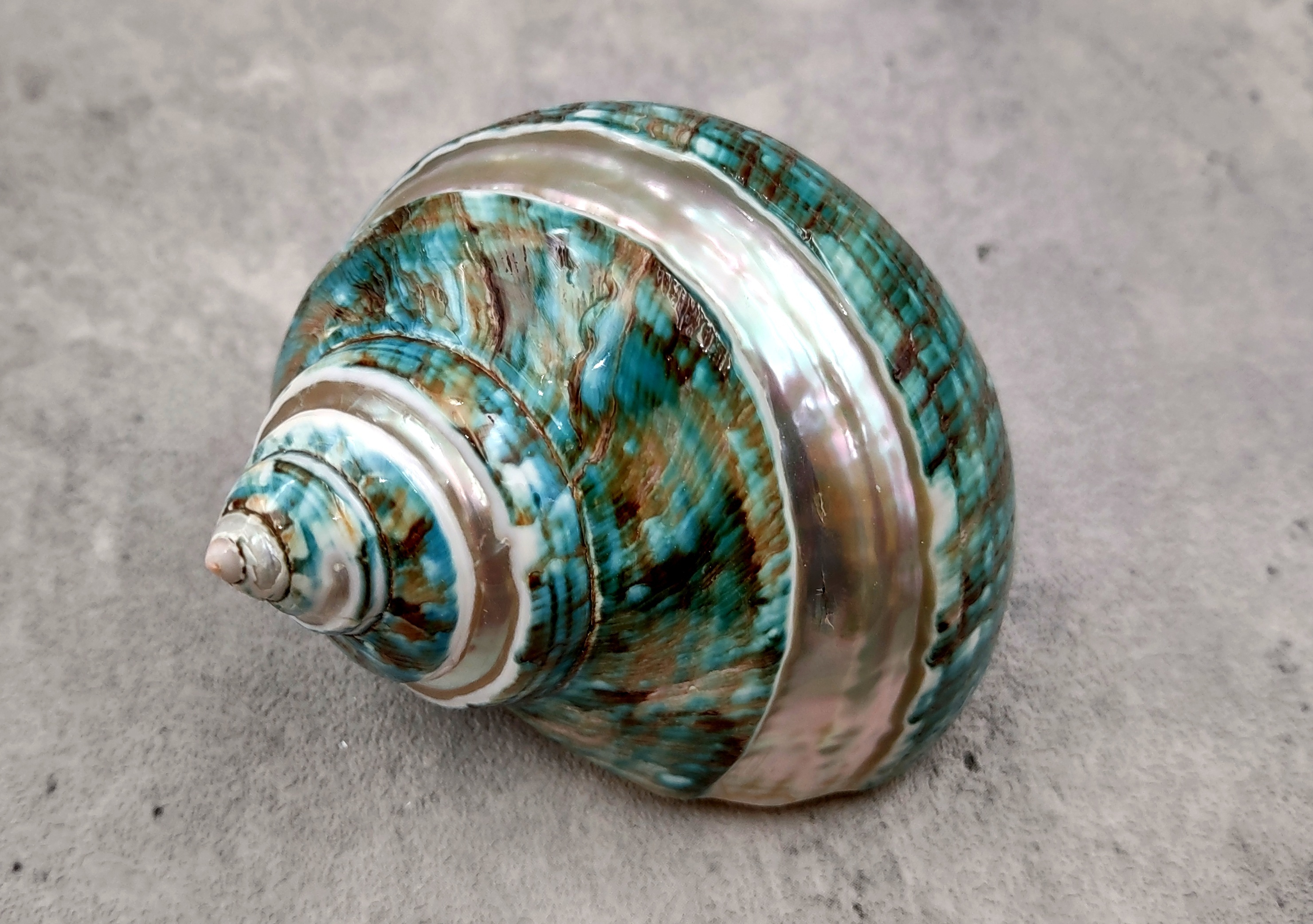 polished-jade-turbo-shell-with-pearlized-stripe-turbo-te-148-4-.jpg