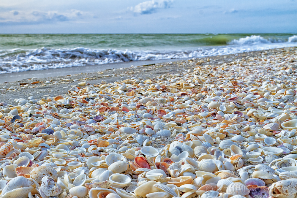 Sanibel Island Shell Beach